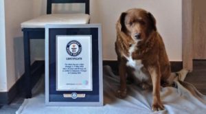 Bobi, the World's Oldest Living Dog