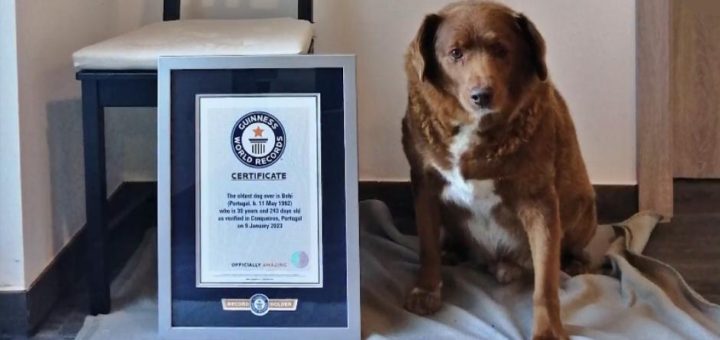 Bobi, the World's Oldest Living Dog