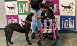 Corbynn and Remi the service dog in training to be a seizure response dog