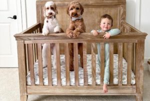 Two Australian Labradoodles and their baby brother