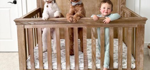 Two Australian Labradoodles and their baby brother