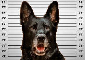 Wyandotte K9 Officer Ice accused of stealing