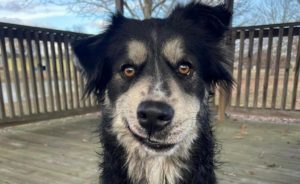 Shelter pup earned furever home due to resemblance to actor Paul Rudd