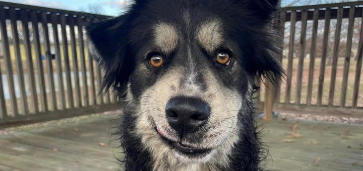 Shelter pup earned furever home due to resemblance to actor Paul Rudd