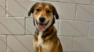 Bailey safe back at ARL
