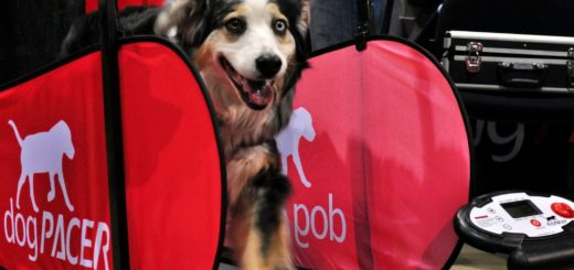 Treadmill for dogs