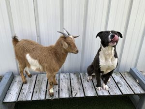 Goat and dog besties find a forever home