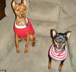 Two lost brothers, Starsky and Hutch