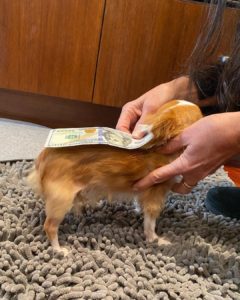 Pilaf the Chihuahua
