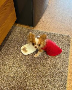 Demi Moore's dog Pilaf