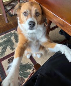 Dodger