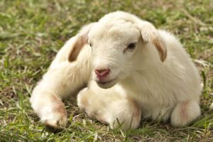 Dog adopts abandoned lamb