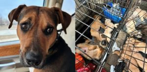 Mother dog gets help for herself and 16 puppies