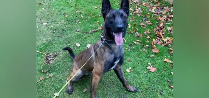 PD Buzz is an abandoned dog turned skilled police dog