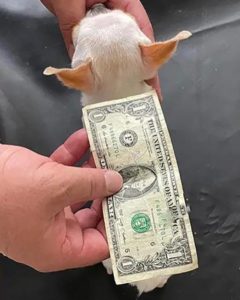Pearl, current holder of World's Shortest Dog award