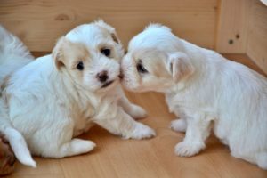 TikToker rescues two abandoned puppies