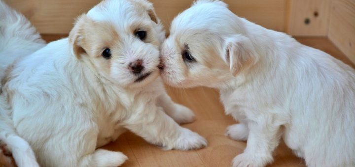 TikToker rescues two abandoned puppies