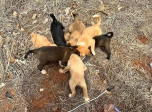Mother dog gets help for herself and 16 puppies
