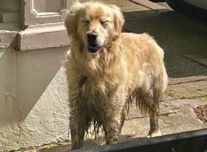 Sightings of lost Cooper