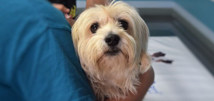Vets warn of increase in parvovirus cases in New York City