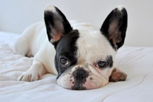 10 Dog Breeds That Thrive in Apartments (2025 Guide)