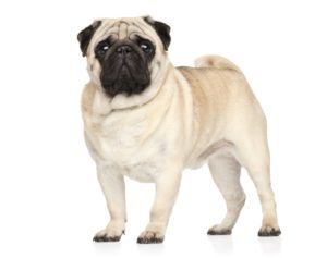 Pug