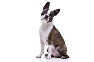 Boston Terrier