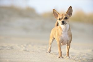 hihuahua