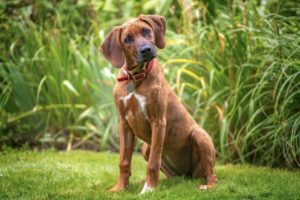 Why Does My Dog Tilt Its Head? The Science Behind This Adorable Behavior