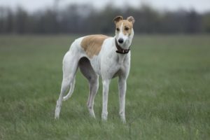 10 Dog Breeds That Thrive in Apartments (2025 Guide)