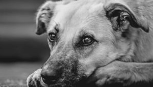 Dog diabetes can strike any breed of dog - Image credit - Alexas_Fotos - CCO Pixabay