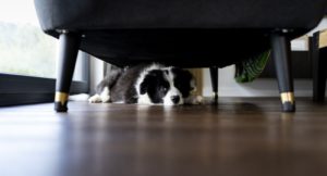 How to Calm an Anxious Dog During Thanksgiving 2025 Fireworks or Thunderstorms