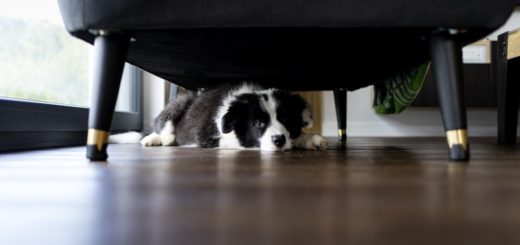 How to Calm an Anxious Dog During Thanksgiving 2025 Fireworks or Thunderstorms