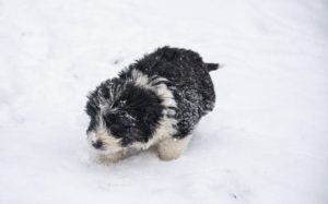 Protecting Your Dog’s Paws This Winter: Keeping Our Molly’s Feet Happy in the Snow